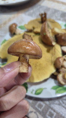 Маслёнок настоящий