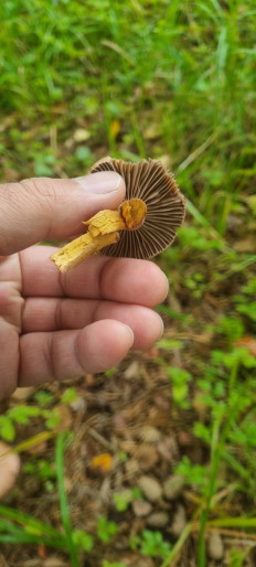 Гриб из Раменское