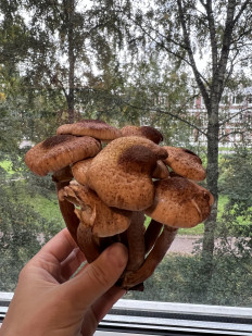 Гриб из Санкт-Петербург