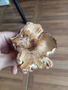 Гриб из Благовещенск