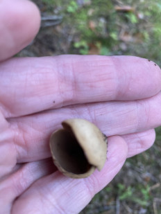 Гриб из Лен.область