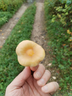 Гриб из Чусовой
