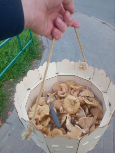 Гриб из Кубинка
