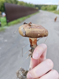 Гриб из Пушкино