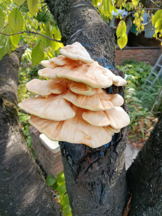 Гриб из Яблоновский