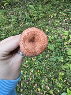 Волнушка розовая