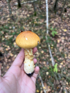 Паутинник жёлтый