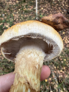 Паутинник жёлтый