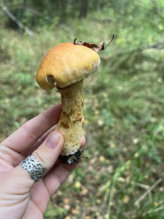 Паутинник жёлтый