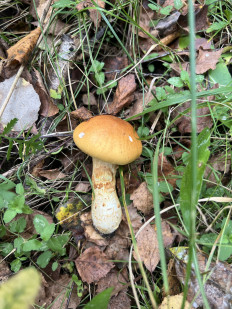 Паутинник жёлтый