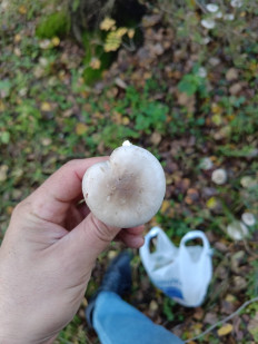 Гриб из Пермь