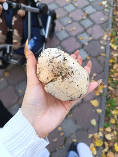 Гриб из Ульяновск