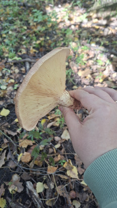 Гриб из Самара