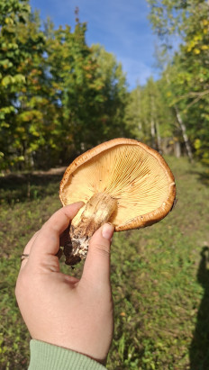 Гриб из Самара