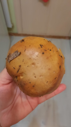 Гриб из Саратов