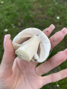 Гриб из Самарская область село Обшаровка