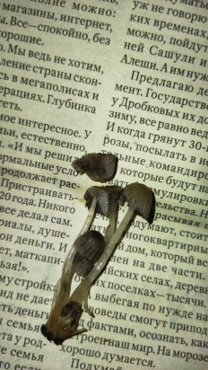 Гриб из Санкт-Петербург, шушары