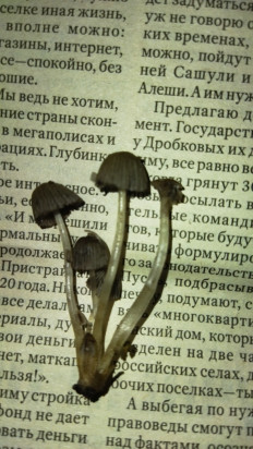 Гриб из Санкт-Петербург, шушары