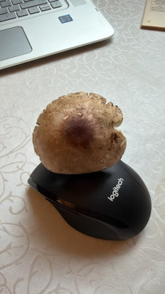 Гриб из Аннандейл