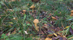Phaeolepiota aurea - Феолепиота золотистая