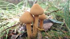 Phaeolepiota aurea - Феолепиота золотистая