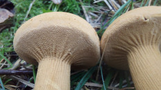 Phaeolepiota aurea - Феолепиота золотистая