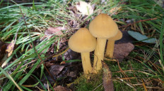 Phaeolepiota aurea - Феолепиота золотистая