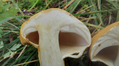 Phaeolepiota aurea - Феолепиота золотистая