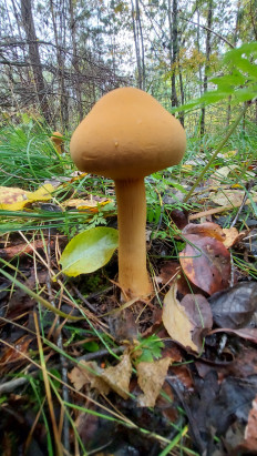 Phaeolepiota aurea - Феолепиота золотистая