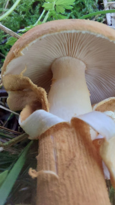 Phaeolepiota aurea - Феолепиота золотистая
