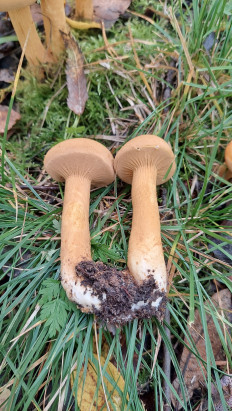 Phaeolepiota aurea - Феолепиота золотистая