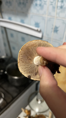 Гриб из Воронеж