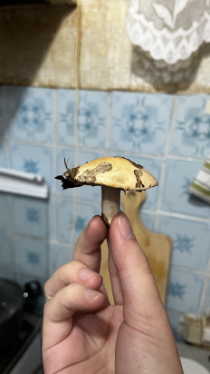 Гриб из Воронеж