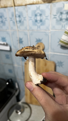 Гриб из Воронеж