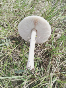 Гриб из Лиски