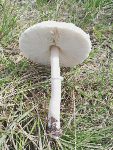 Гриб из Лиски