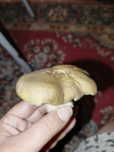Гриб из Воронежская область, Богучарский район, с. Подкололновка