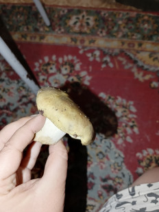 Гриб из Воронежская область, Богучарский район, с. Подкололновка