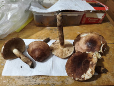 Гриб из Воронеж