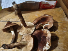 Гриб из Воронеж