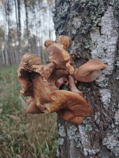 Гриб из Покров