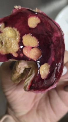 Гриб из Кисловодск