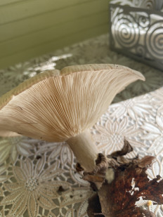 Гриб из любучаны