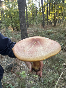 Рядовка жёлто-красная