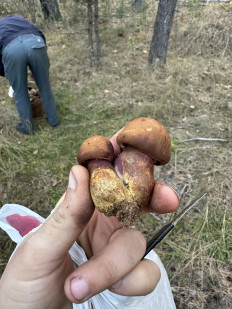 Гриб из Бердичев