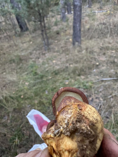 Гриб из Бердичев