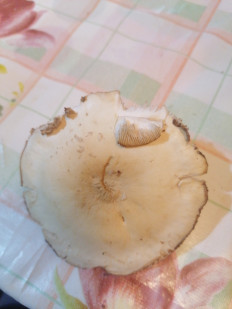 Гриб из Гродно
