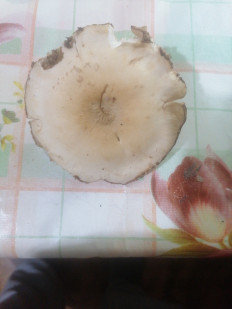 Гриб из Гродно