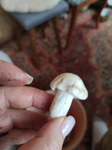 Гриб из Самара