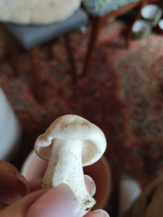 Гриб из Самара